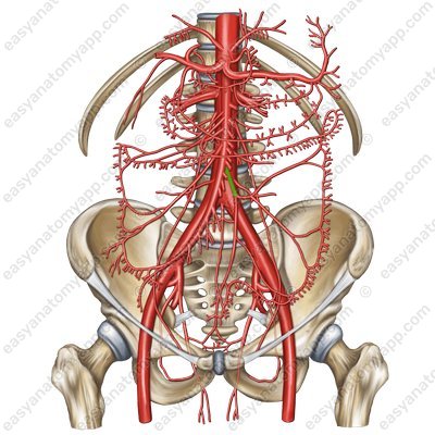 Inferior mesenteric artery (a. mesenterica inferior)